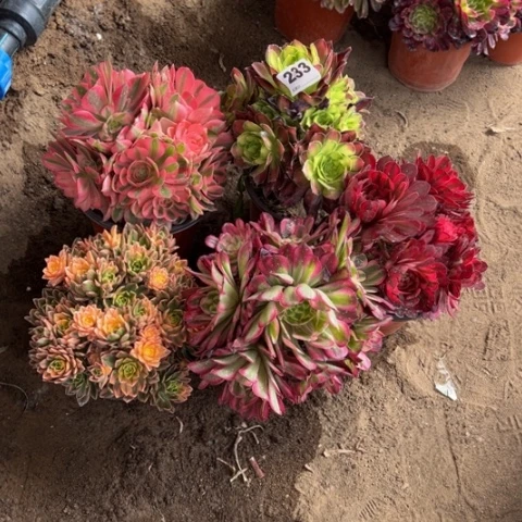 ?****)233组合福利多肉，