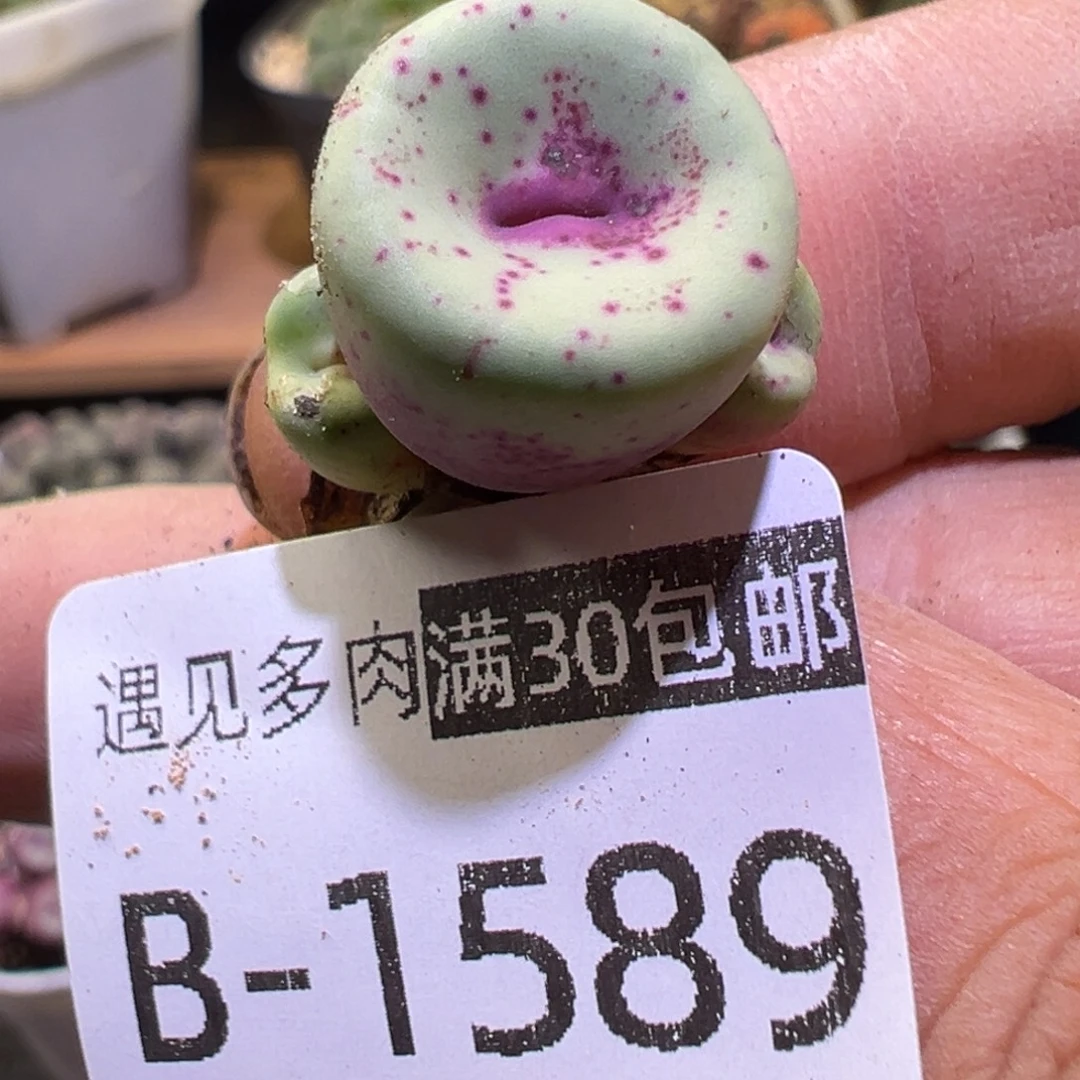 多肉植物11111111111