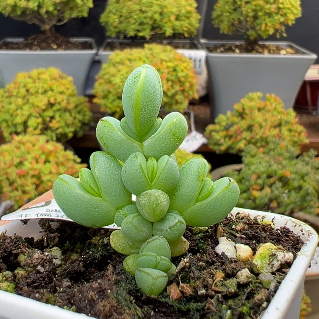 dy5540小可爱元宝冠幅3cm