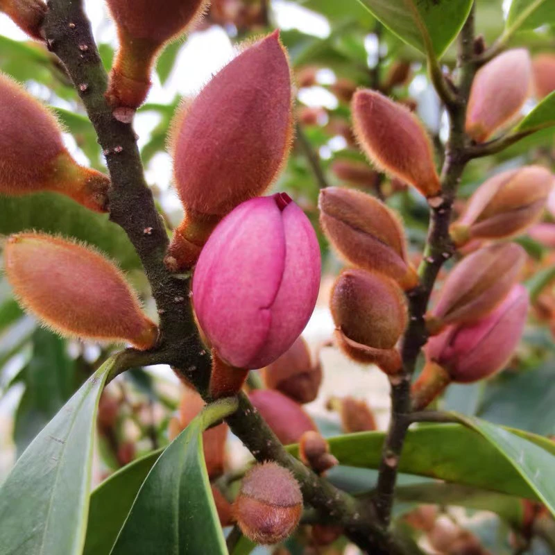 紫色含笑盆栽树苗 浓香型植物 有香味的盆栽花 庭院阳台耐寒花卉