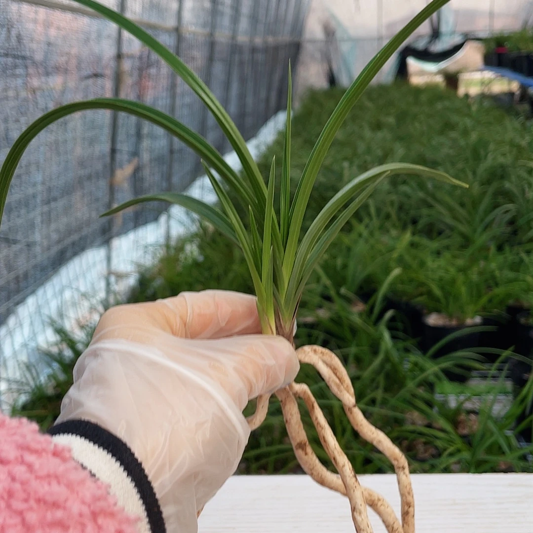 麻***哥完全开放兰花兰花