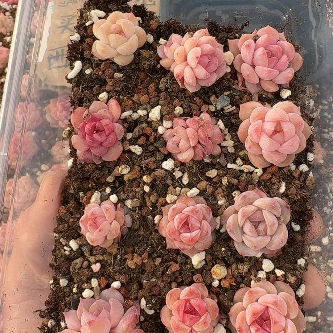 杂交新品珍妮多肉684