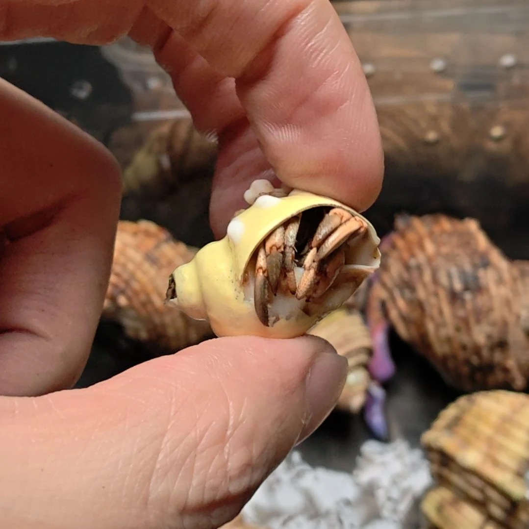 子路紫陆紫陆豆豆
