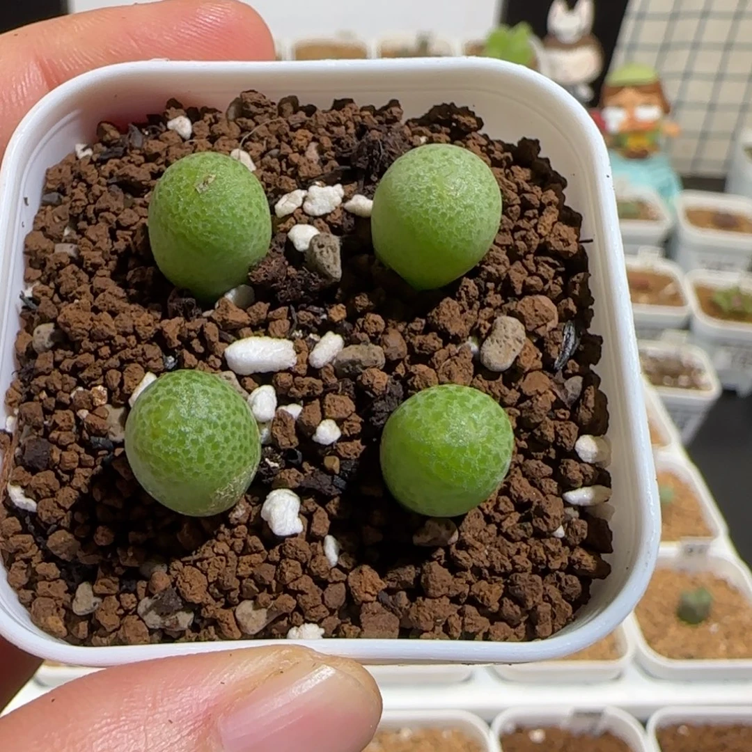 肉锥多肉植物组合-玉米一盆305