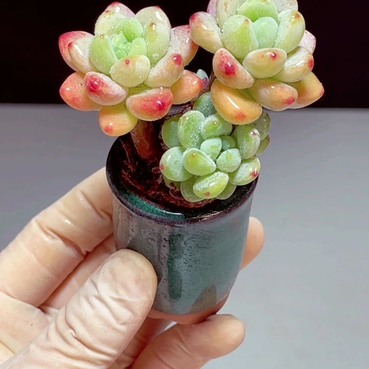 罗琦样品1颗3头带盆