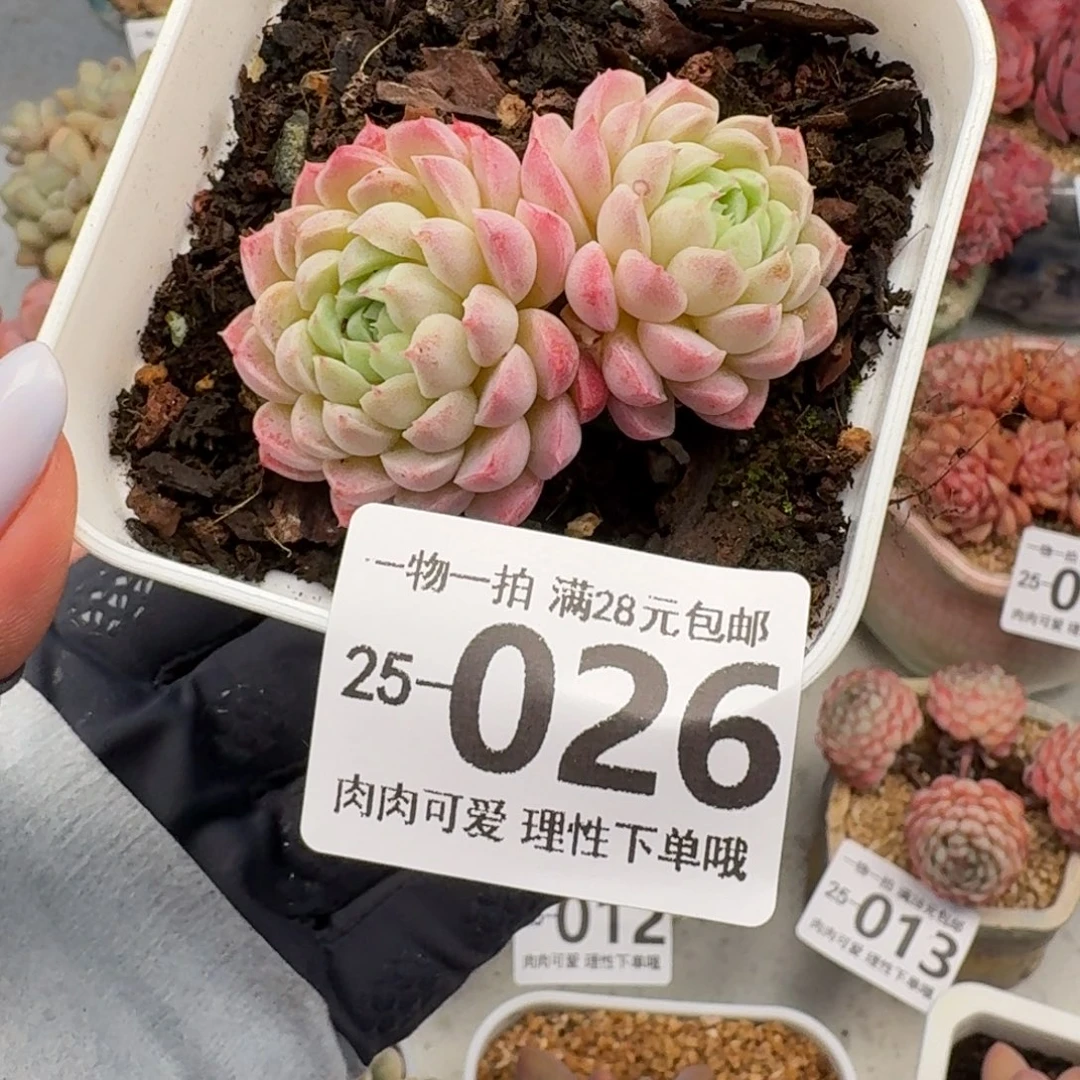 羊脂球无盆土发货