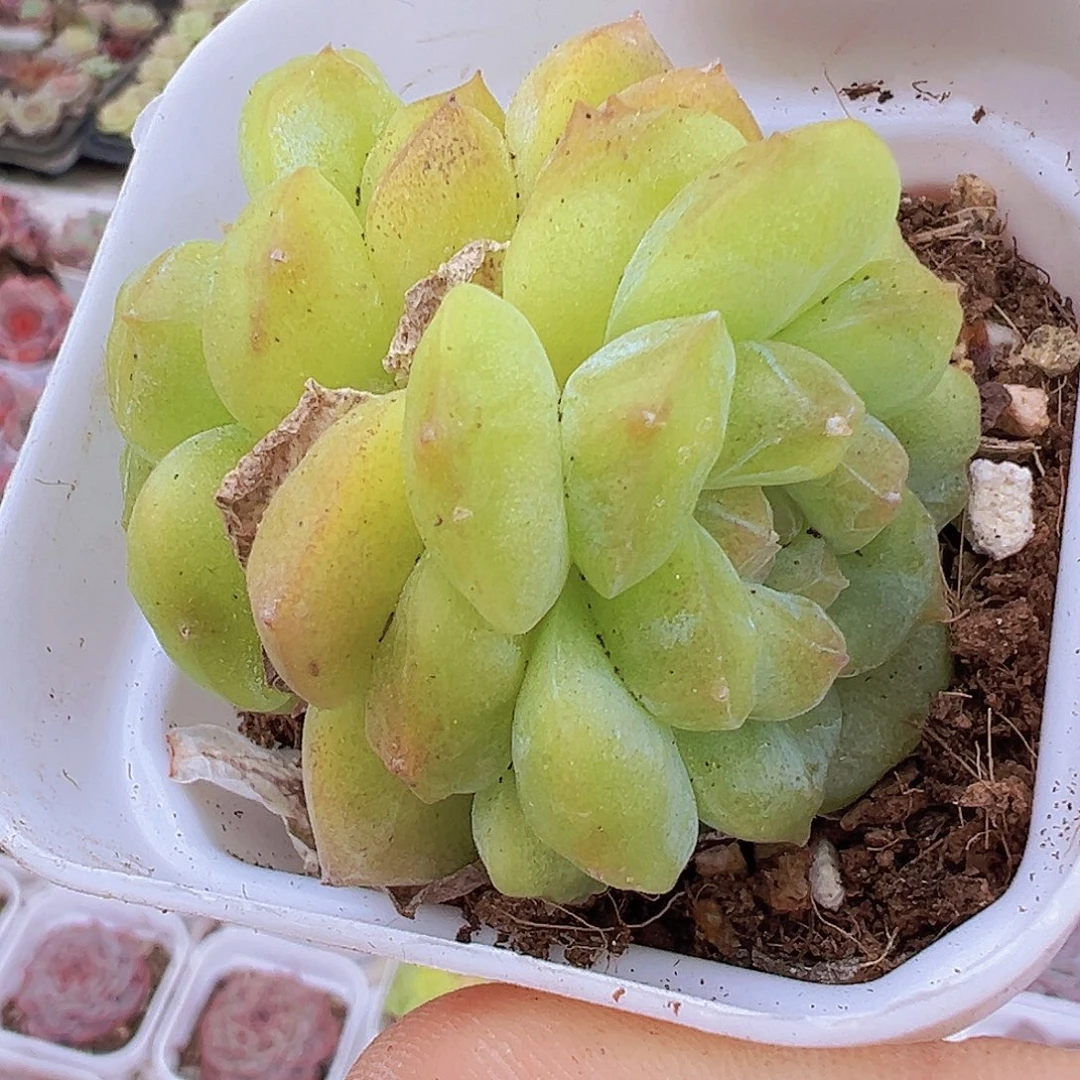 翡翠珍妮双头19包邮多肉