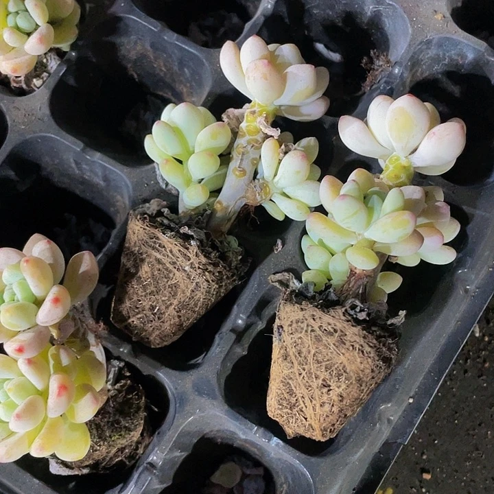 小老桩罗琦1.5带土发