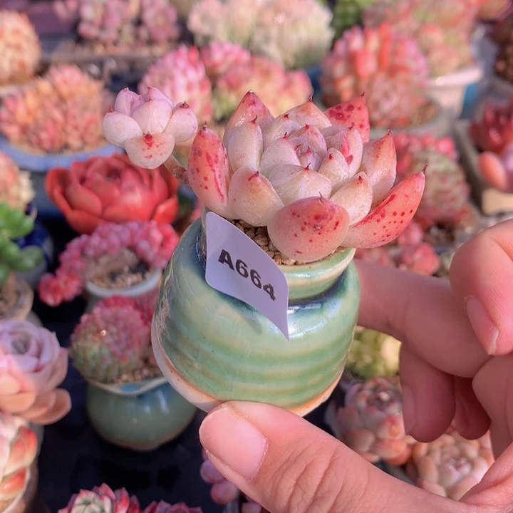 一物一拍含盆土满38包邮A664