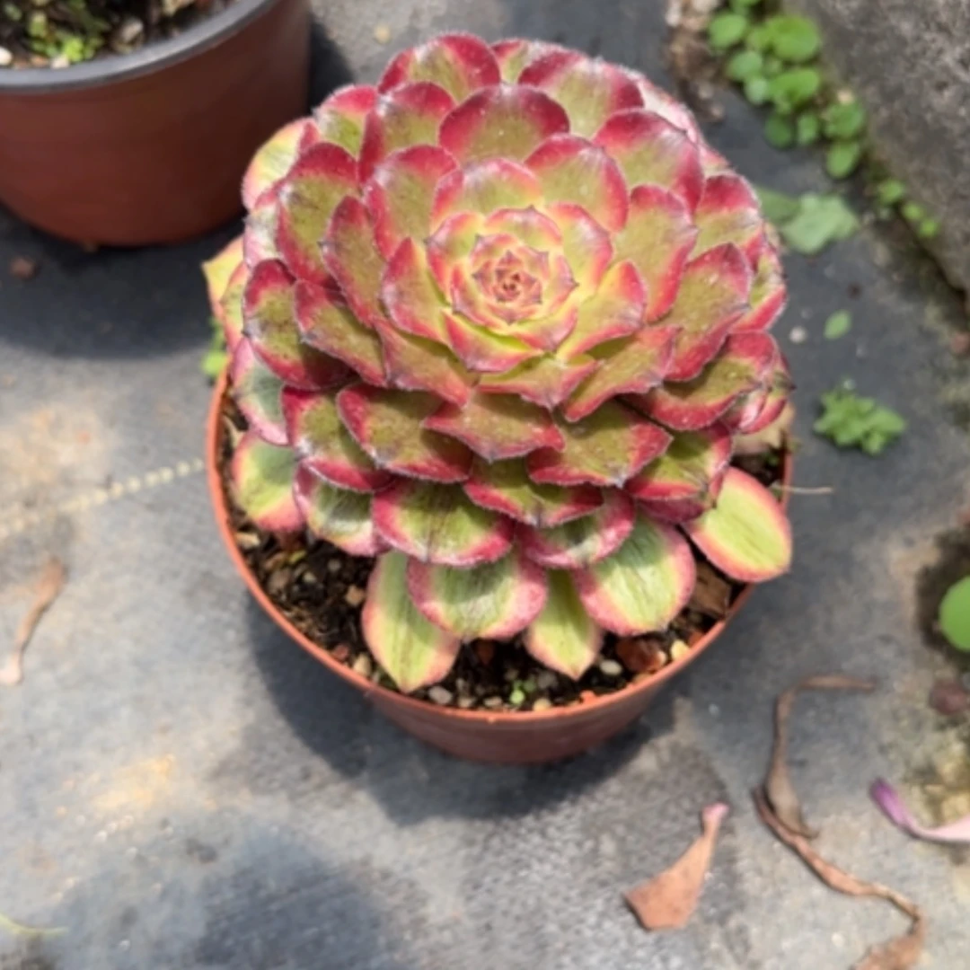 【闪购商品】威****店法师多肉