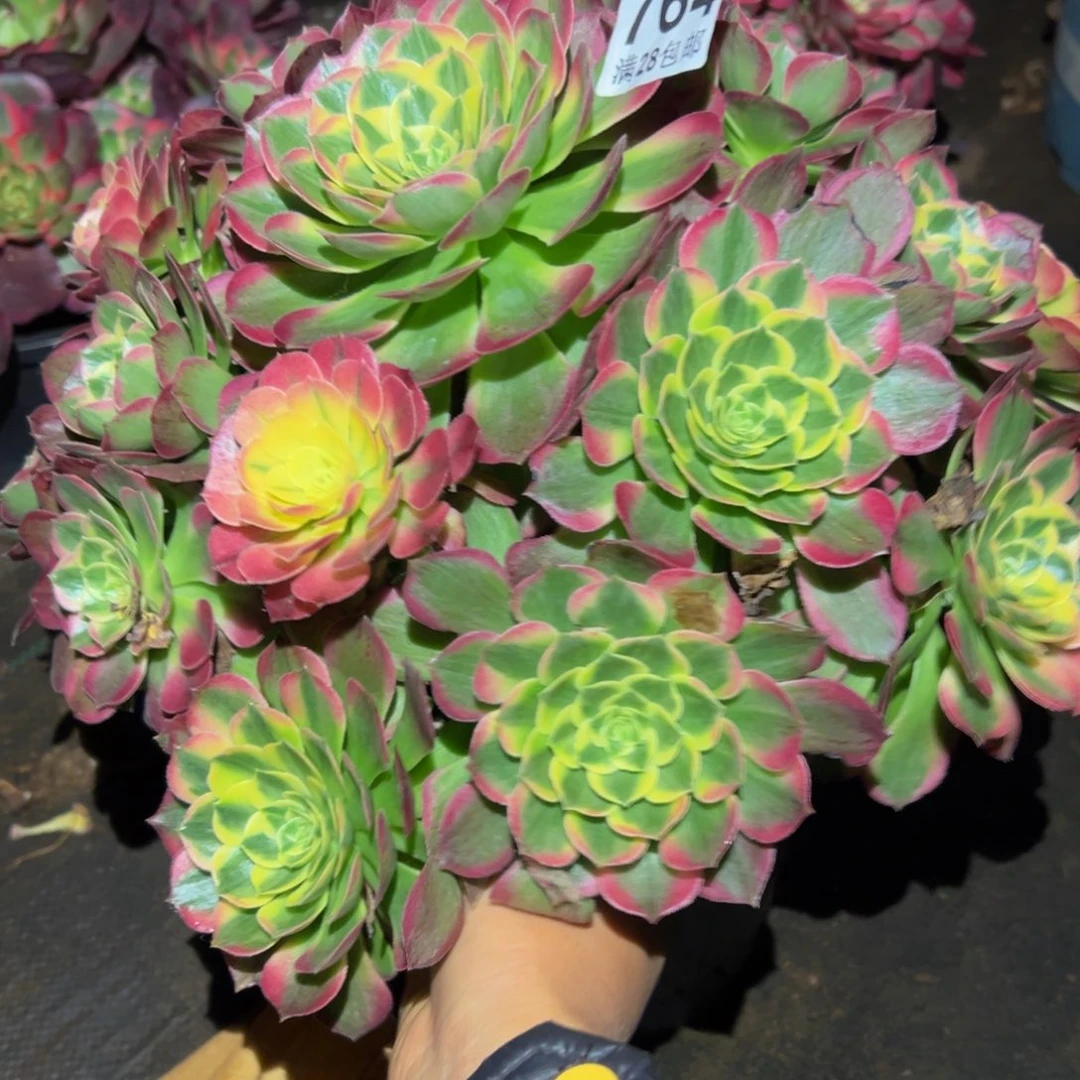 嘉***妈多肉植物764脱土的