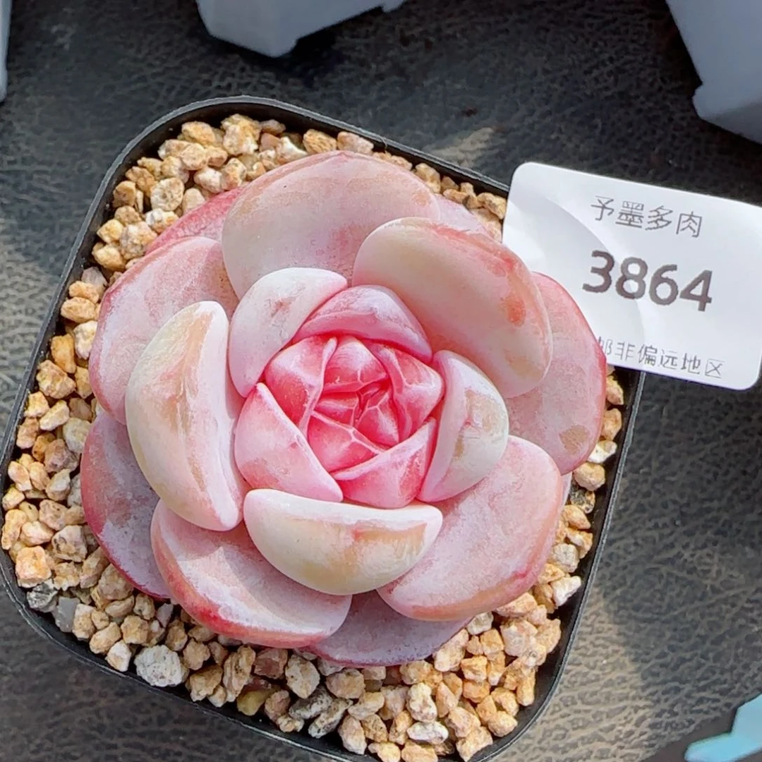 珍妮，3864多肉植物