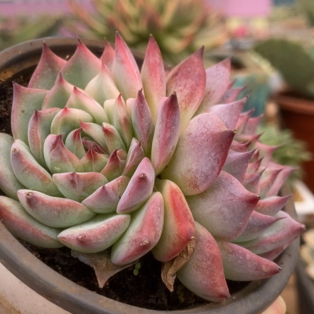 366锦锦锦锦锦锦锦锦