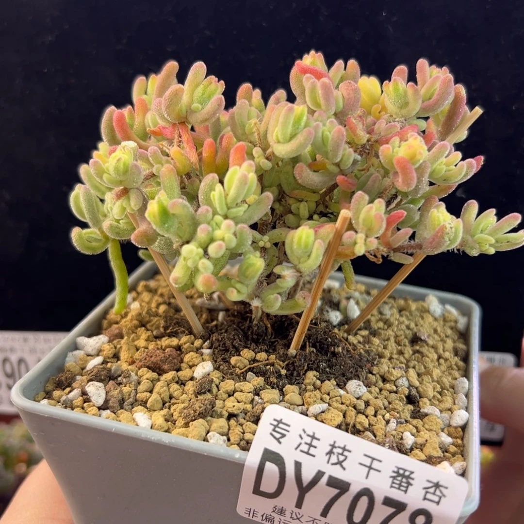 dy078橙叶锦直杆三叉冠幅9.5cm