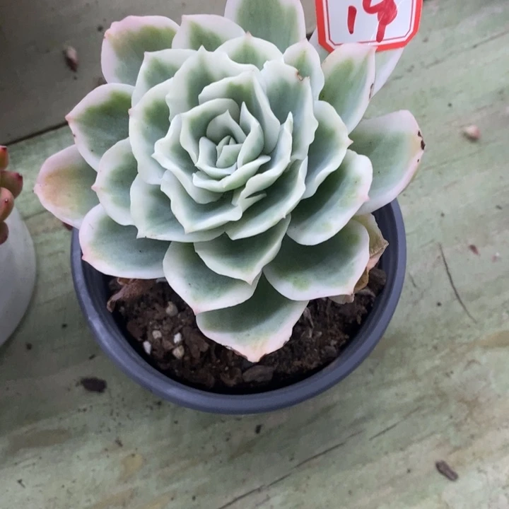 ?*?一物一拍凝眉玫瑰多肉19