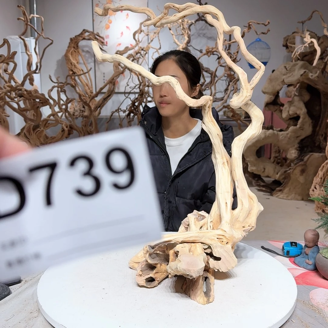 风车木（黑檀木）邓*