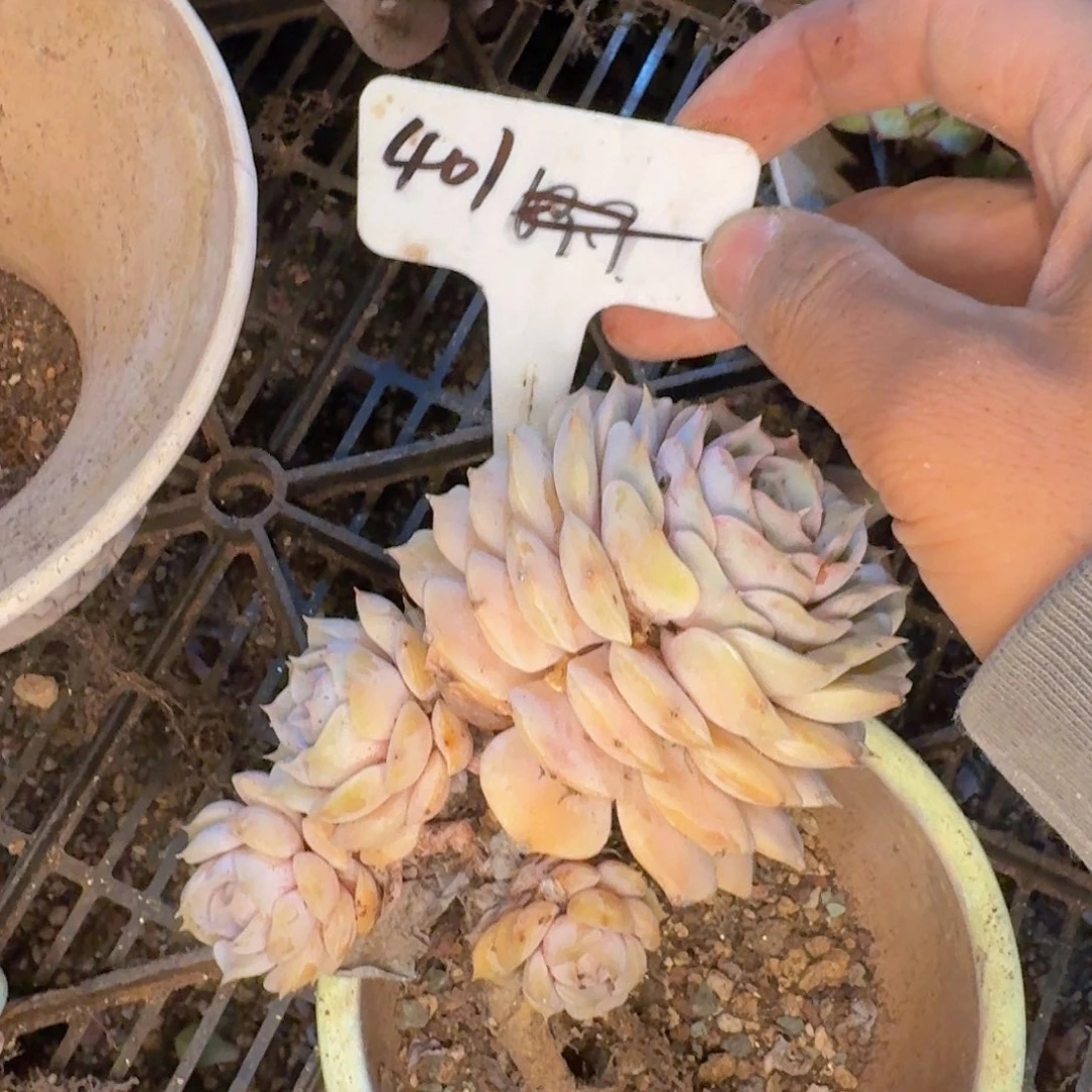 多肉植物和植物等植物