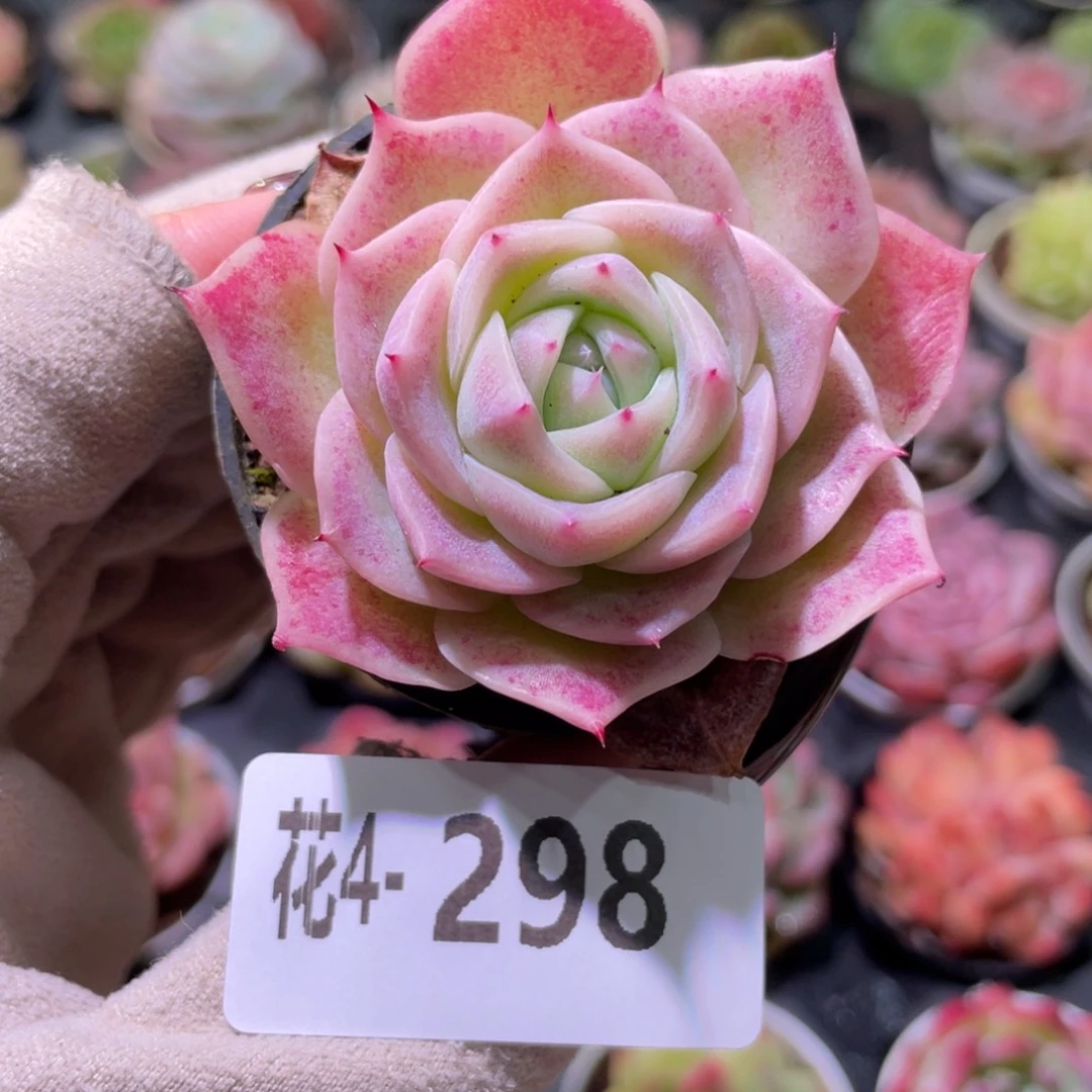 花利美 4-298麦秆单头