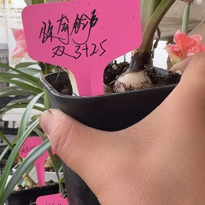 无花朵惊奇铃声朱顶红双胞胎