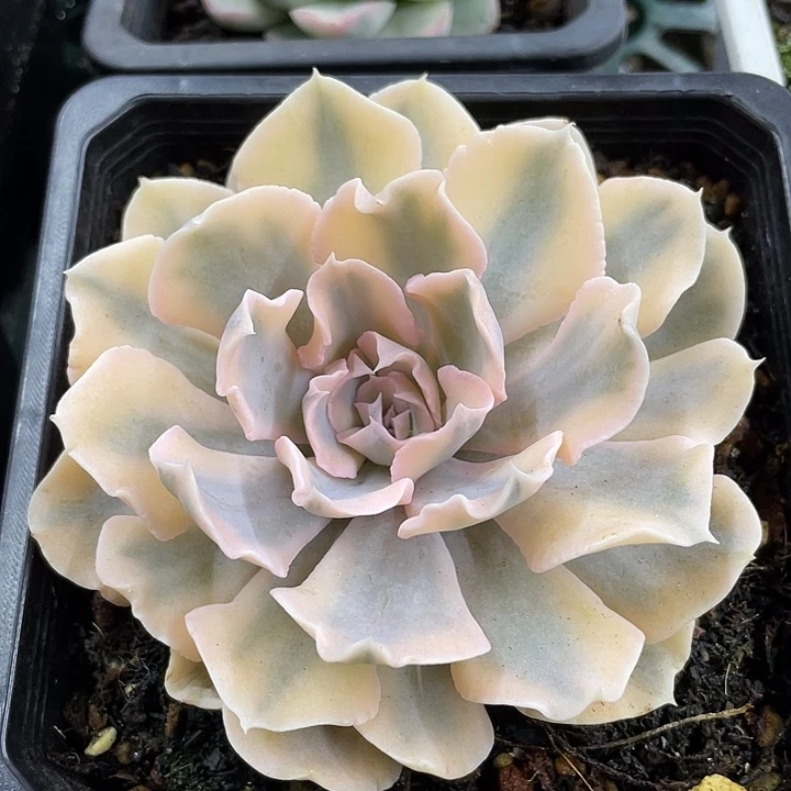 利比里亚锦一物一拍