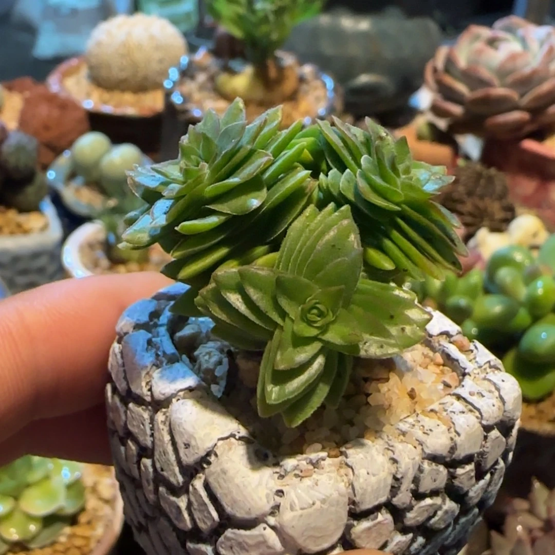 多肉植物绿色局翻进