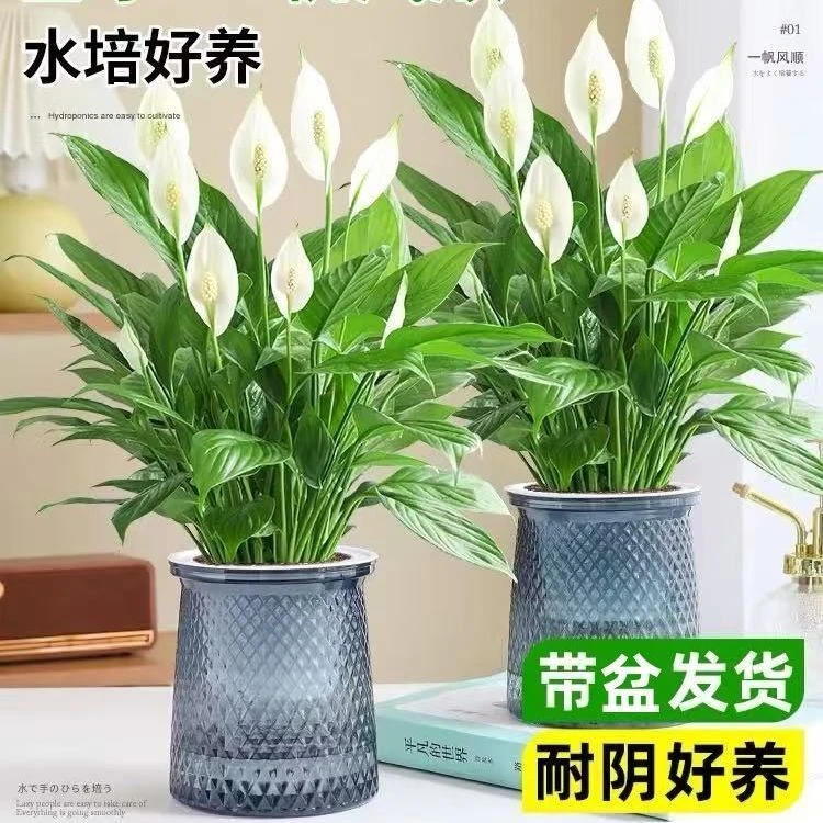 【买一送一】白掌盆栽一帆风顺室内水培植物花卉净化空气四季好养
