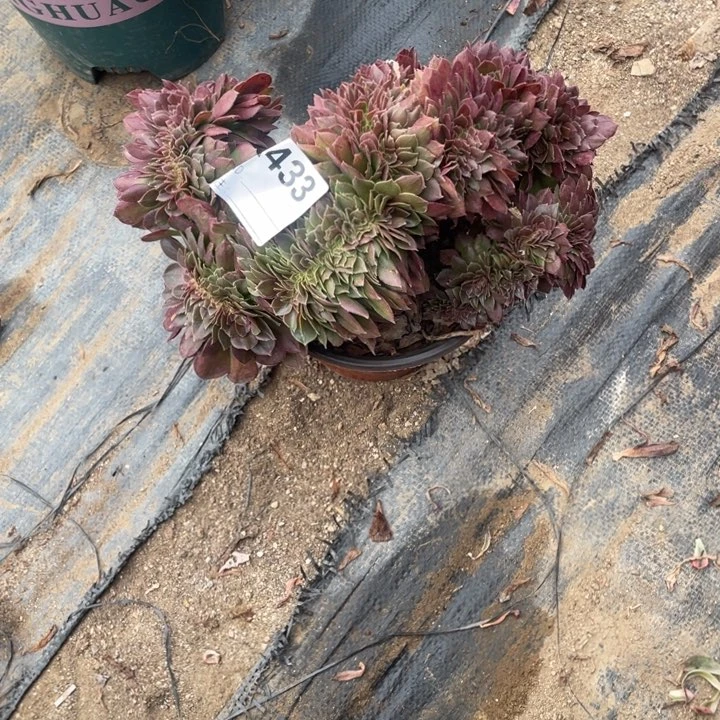 多肉沙拉碗缀化433