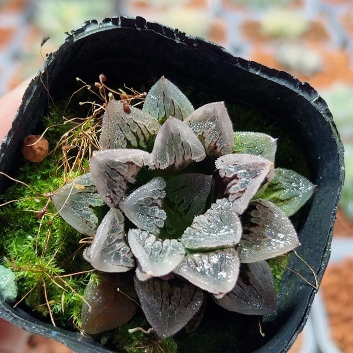 十二卷多肉冰上之舞