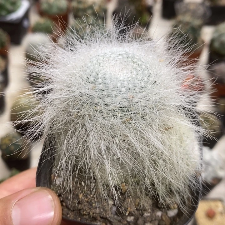 雪原玉翁特价福利