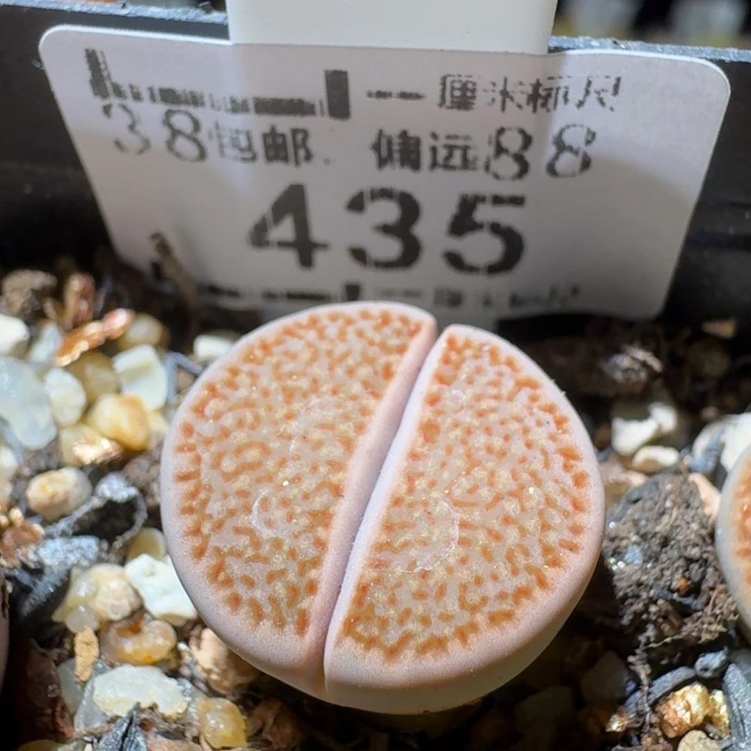 Sss清货便宜出435