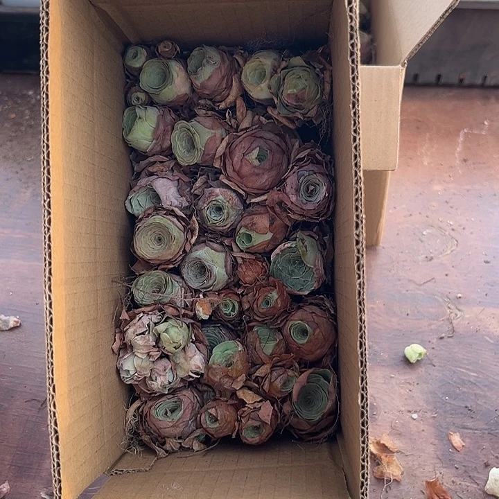 苗苗山地玫瑰瑕疵不售后37