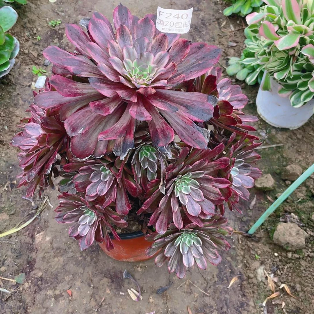 240浪仙多肉小损不包