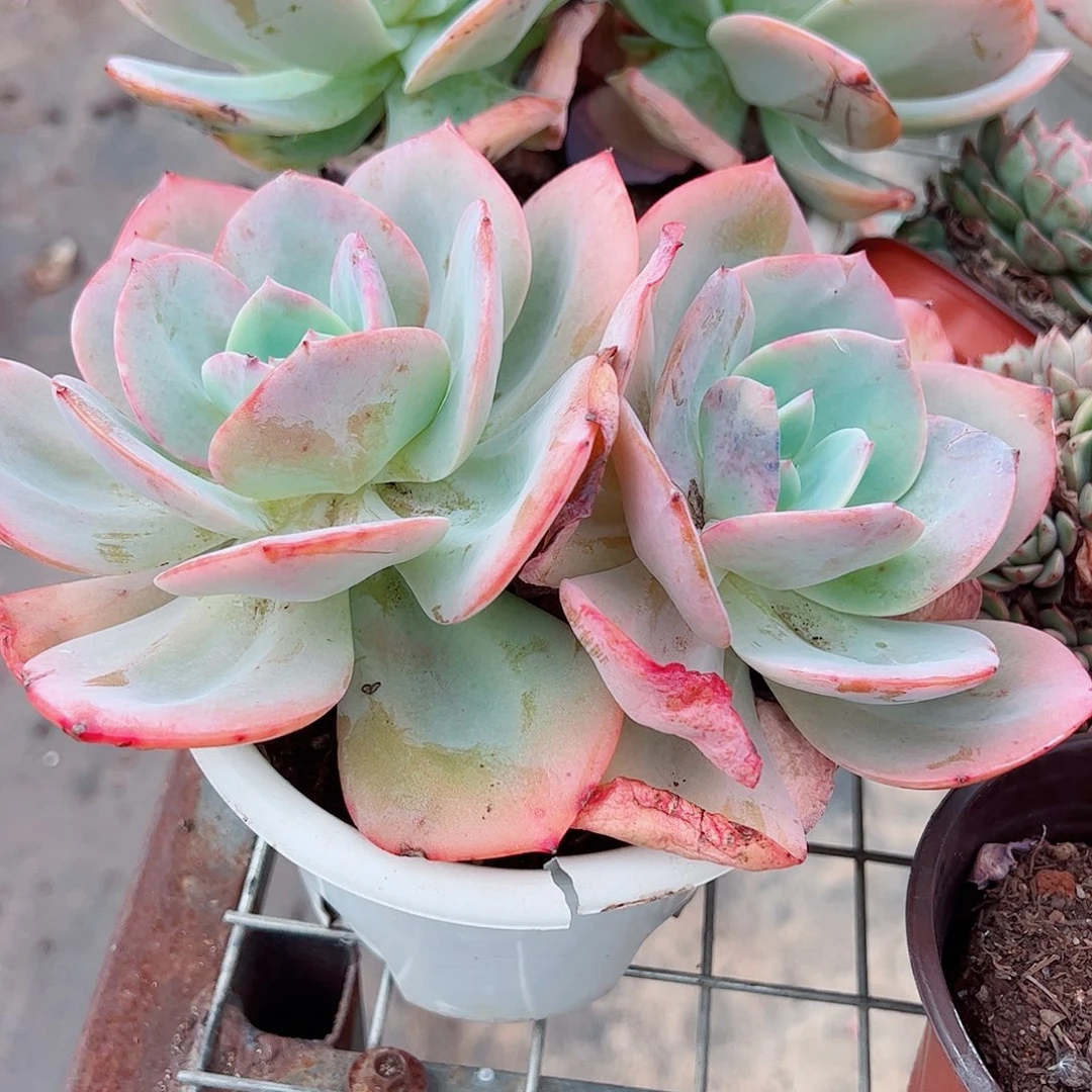 白凤双头起发精品特价