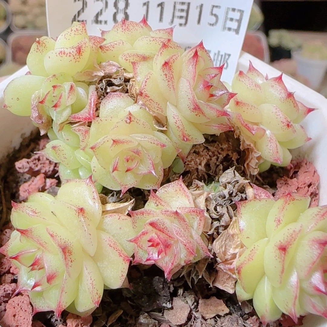 花语逸镜1115-228散