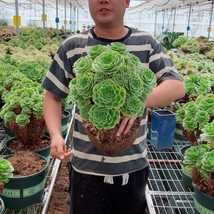 大颗辛尼亚多肉法师