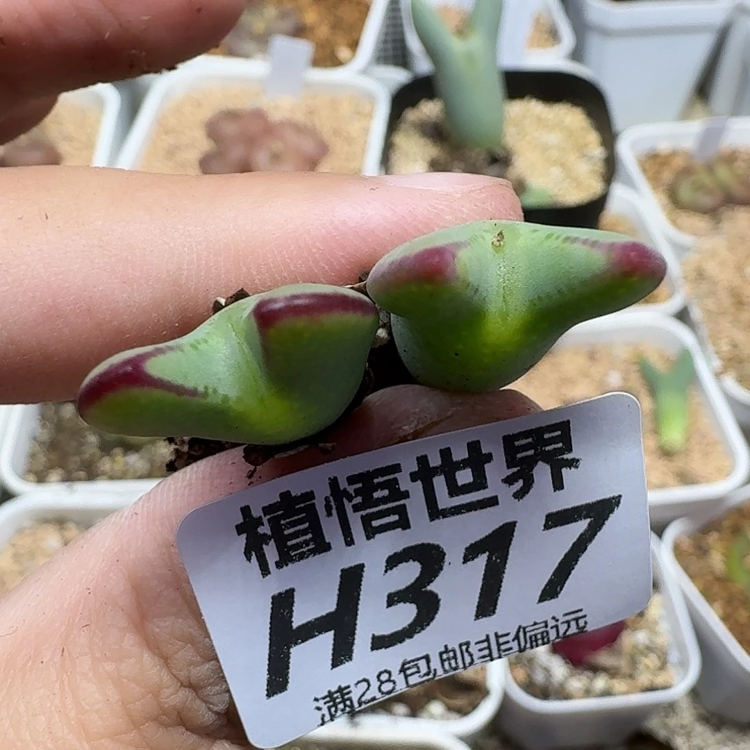 多肉植物的润泽fhb