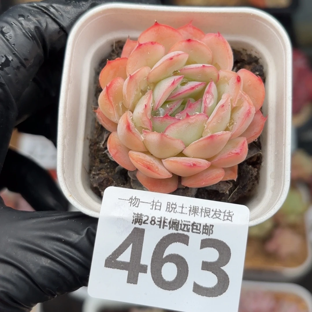 草莓冰无盆土发货