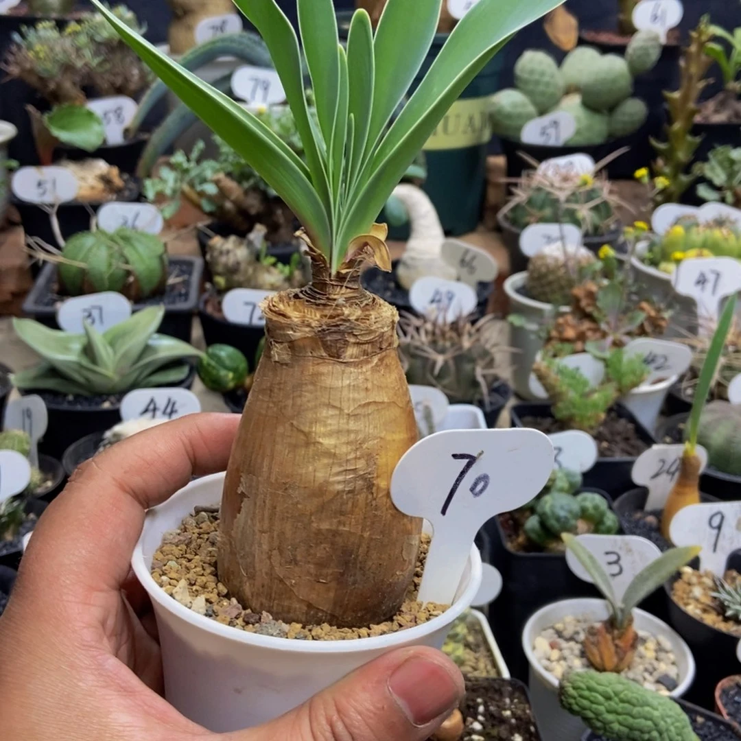 巨凤之卵一物一拍