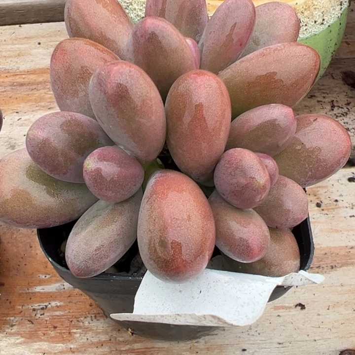 糖果多肉植物42多肉植物