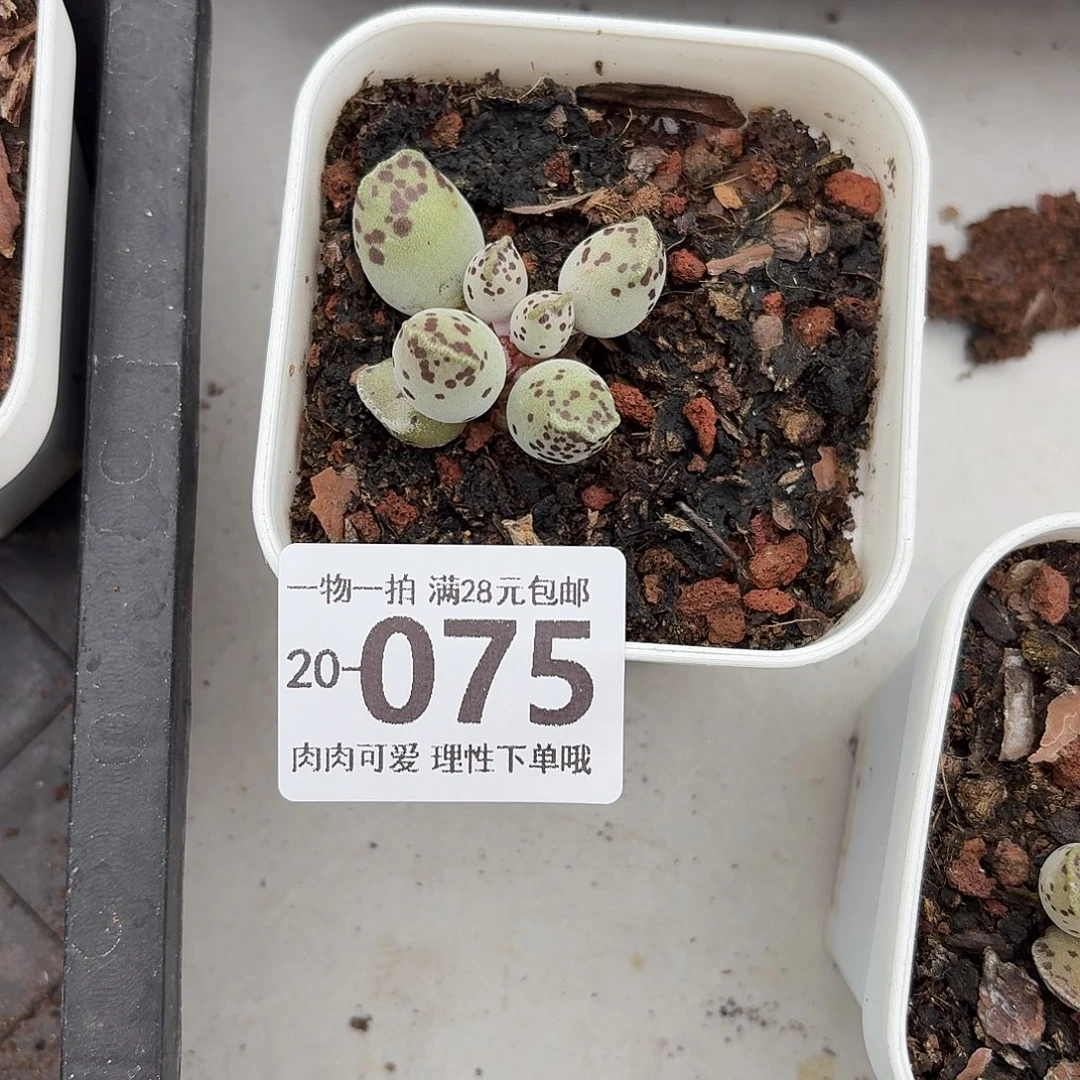 D***x海豹会掉叶子不售后无盆土发货