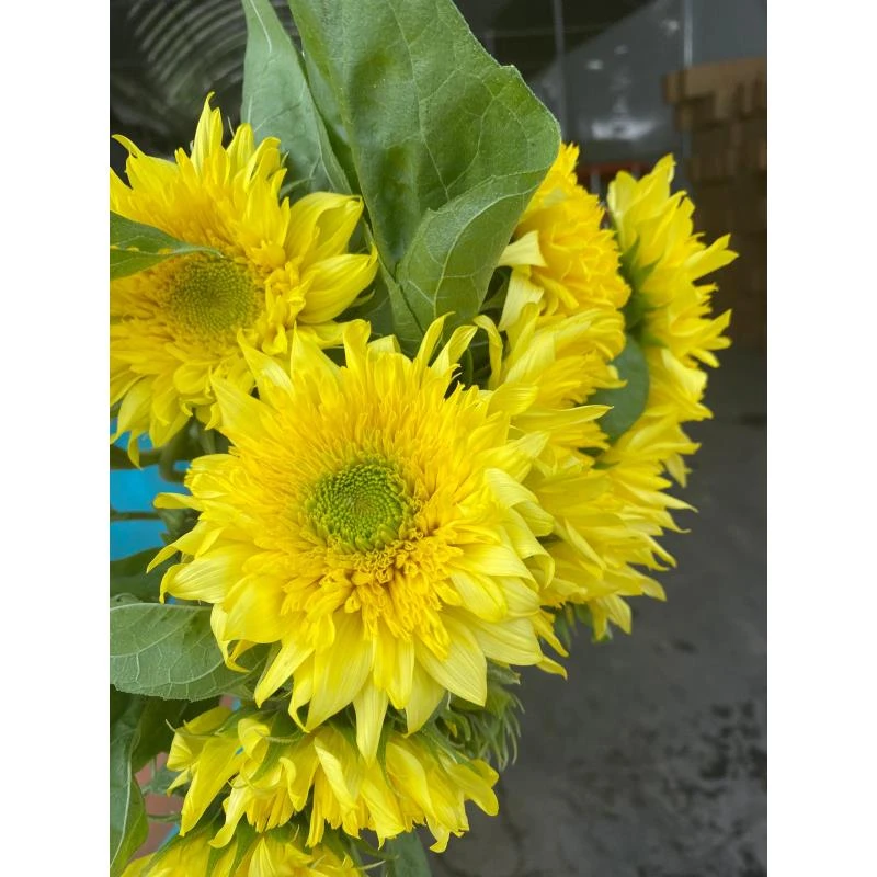 柠檬泰迪向日葵（两单升级空运）