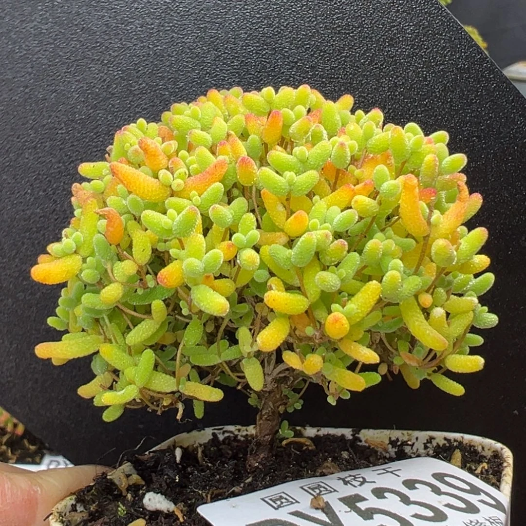 dy5339造型桩蜜橘糖球冠幅6cm