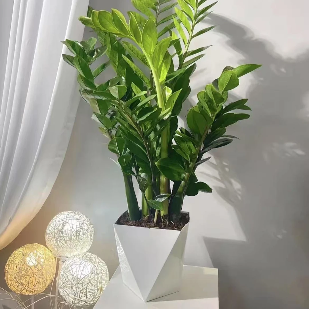 采霜金钱树盆栽室内绿植净化空气好养耐旱客厅办公室植物