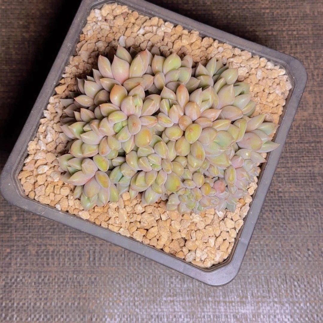 独善其身寄养11111111111