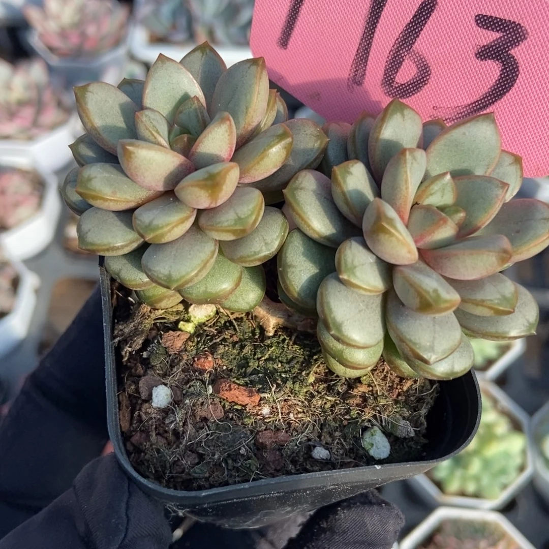 1763葡萄多肉植物