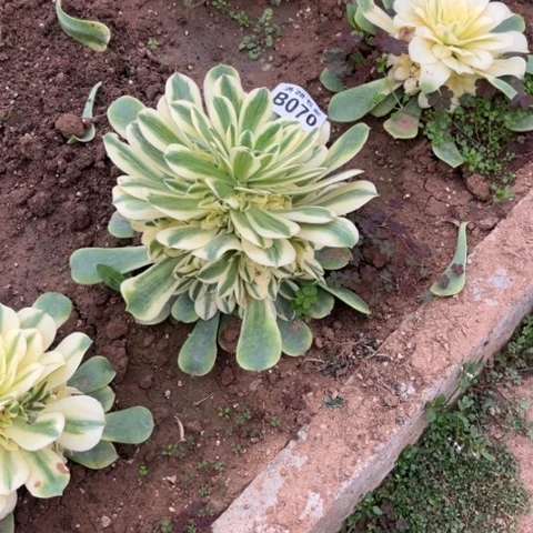 070辛尼亚不包断枝