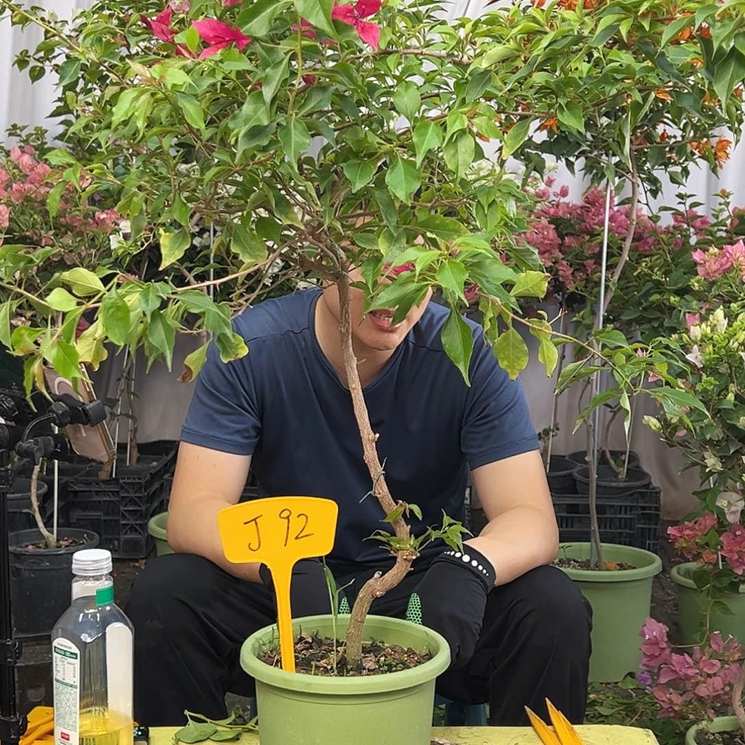 用***8当前无花栽培后可以开花J92紫红桑巴