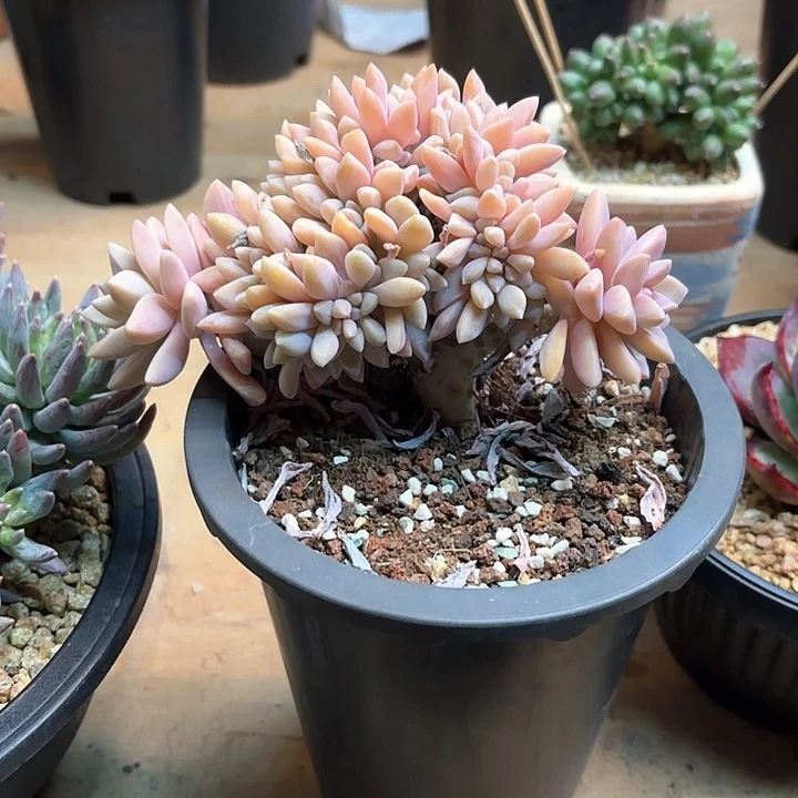 彬***多肉植物，淡雪缀