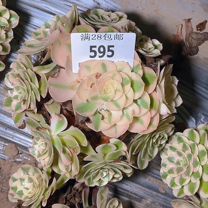 595荔枝多肉植物保护