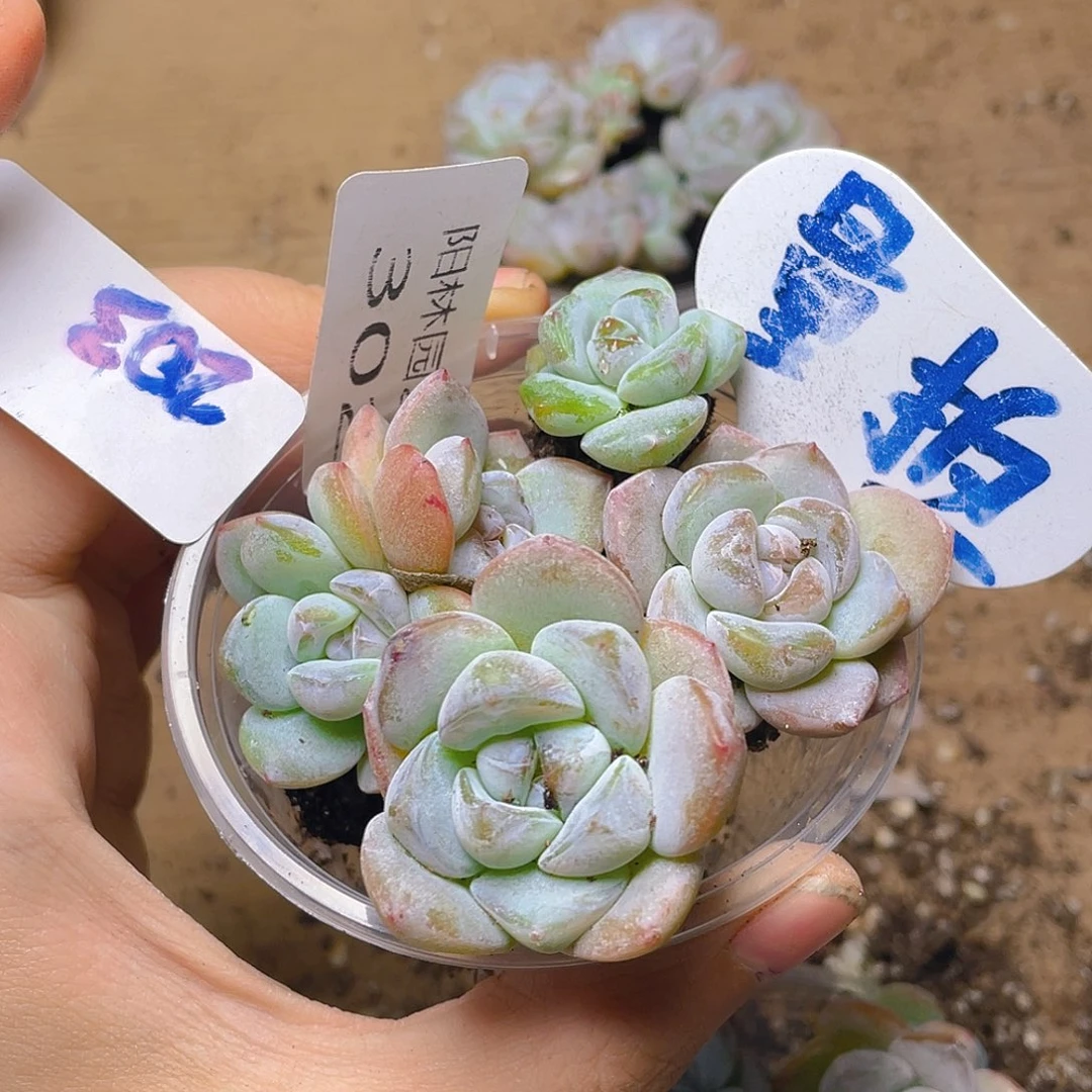 量拍多肉植物多肉植物302